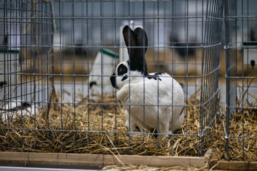 Exhibition of purebred rabbits - rabbit, rabbits presented during the Świętokrzyska Rabbit Exhibition - Kielce 2024 - selective focus © ukasz