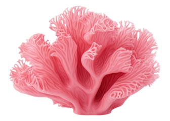 PNG Pink decorative coral nature plant pink.