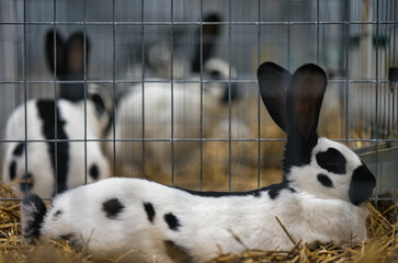 Exhibition of purebred rabbits - rabbit, rabbits presented during the Świętokrzyska Rabbit Exhibition - Kielce 2024 - selective focus © ukasz