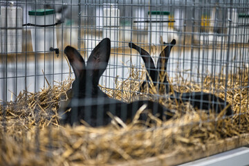 Exhibition of purebred rabbits - rabbit, rabbits presented during the Świętokrzyska Rabbit Exhibition - Kielce 2024 - selective focus © ukasz
