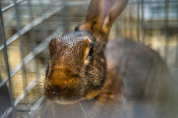 Exhibition of purebred rabbits - rabbit, rabbits presented during the Świętokrzyska Rabbit Exhibition - Kielce 2024 - selective focus © ukasz