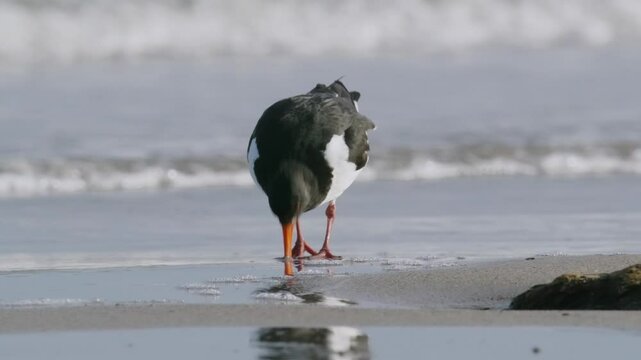 Oystercatcher feeding on beach