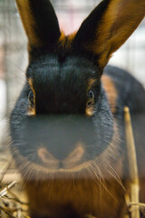 Exhibition of purebred rabbits - rabbit, rabbits presented during the Świętokrzyska Rabbit Exhibition - Kielce 2024 - selective focus © ukasz