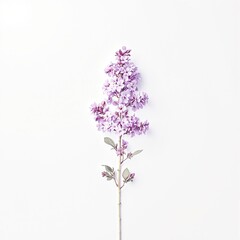 A delicate lilac flower on a minimalist white background , flower, minimalism, lilac, white