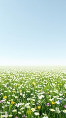 Fototapeta premium A field of small white blooms blooming in a spring meadow, pristine, environment