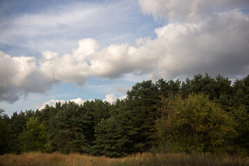 Obraz premium path through the birch forest in early spring