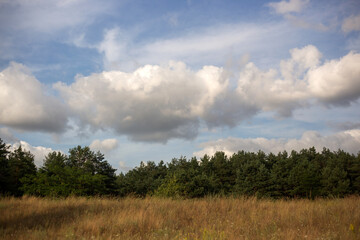 Fototapeta premium path through the birch forest in early spring