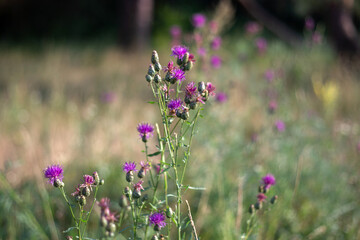 purple flowers with blurred background