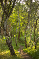 path through the birch forest in early spring