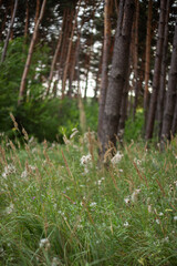 beautiful forest in the morning