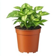 Fototapeta premium Potted plants isolated on white background, highlighting home decor, interior design, and greenery concepts in lifestyle and nature.