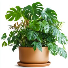 Fototapeta premium Potted plants isolated on white background, highlighting home decor, interior design, and greenery concepts in lifestyle and nature.