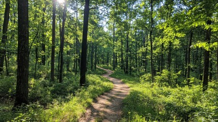 Obraz premium Exploring a serene hiking trail forest photography nature captivating light scenic pathways