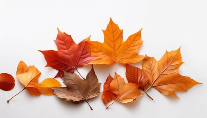 autumn leaves lying in white background
