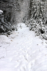 Snow in the cold winter nature.