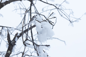 Snow on the branches in winter