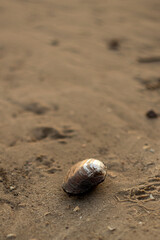 lake landscape at sunset with a tree in foreground
