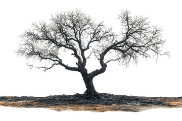 Full view of burned tree with thick branches isolated on a cut out PNG transparent background