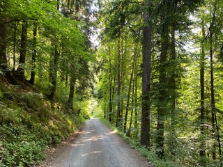 Fototapeta premium Promenade along Lake Lungern or recreational trails along the natural reservoir Lungernsee - Canton of Obwald, Switzerland (Spazierwege entlang des Lungererses - Kanton Obwalden, Schweiz)