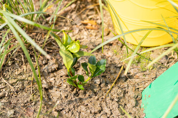 Planting gardenia saplings on Arbor Day