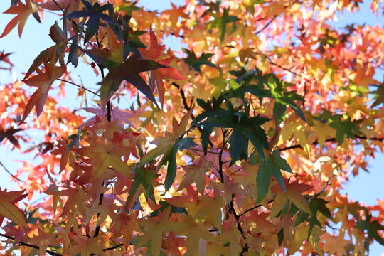 farbenfroher Amberbaum (Liquidambar styraciflua) leuchtet im Herbst mit seinen sternf&ouml;rmigen Bl&auml;ttern in wundersch&ouml;nen warmen Farben vor blauem Himmel