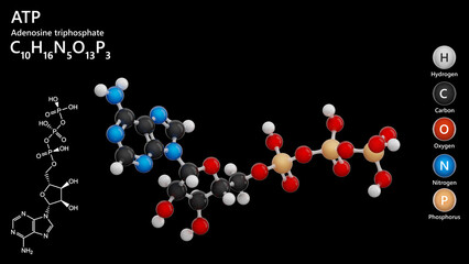 Molecule: ATP or Adenosine Triphosphate. Crucial nucleotide. Molecular structure. Formula: C10H16N5O13P3. Chemical model: Ball and stick. Black background. 3D illustration.