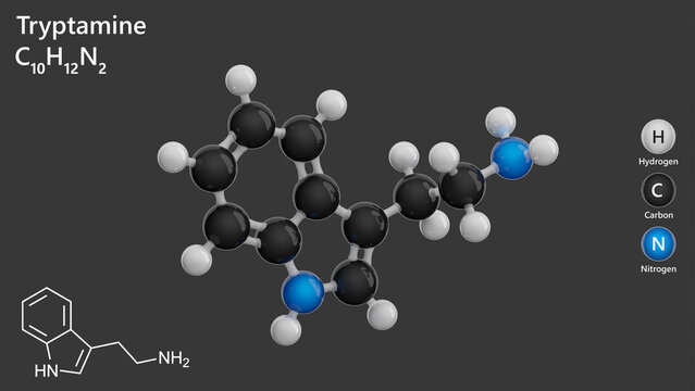 Molecule: Tryptamine. Alkaloid. Mood regulation. Molecular structure. Formula: C10H12N2. Chemical model: Ball and stick. Gray background. 3D illustration.