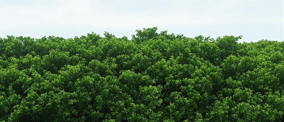 Obraz premium Dense thicket of bushes and shrubs in a remote area, solitary location, seclusion, overgrown vegetation