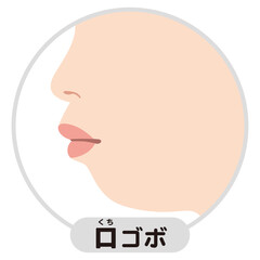 口ゴボのEライン　横顔