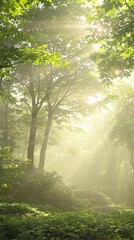 Obraz premium Soft focus forest scene with sunlight filtering through, natural scenery, tree foliage, sunlight, soft focus