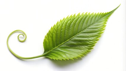 Obraz premium Abstract Swirling Leaf Imagery: Vibrant Foliage and Organic Patterns for Artistic Stock Photography For Poster Design Background Designs