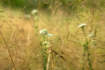 wild flowers on green grass background