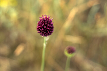 a beautiful shot of a flower in the garden