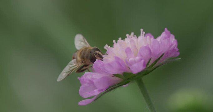 SLO MO MS Hoverfly pollinating field scabious flower / Dorset, UK