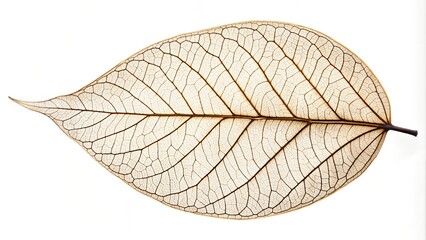 Abstract Semi Transparent Leaf Imagery: Vibrant Foliage and Organic Patterns for Artistic Stock Photography For Poster Design Background Designs