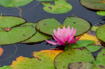 静かな水面に咲く睡蓮