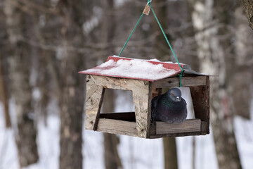 A Pigeon Comfortably Nestled Inside A Rustic Birdhouse With Snow On Its Roof, Set Against A Winter Forest Background, Creating A Serene And Peaceful Scene.
