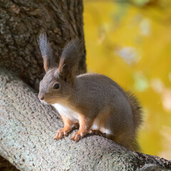 squirrel on a tree