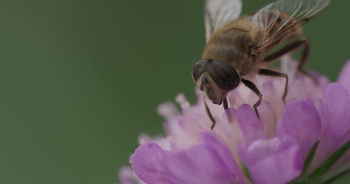 SLO MO CU Hoverfly pollinating field scabious flower / Dorset, UK