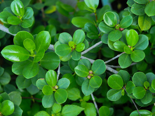 Dollar banyan (Ficus microcarpa) or the general term Green Island Fig, Fruits and leaves
