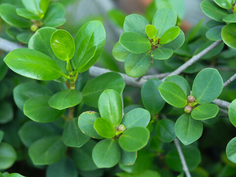 Dollar banyan (Ficus microcarpa) or the general term Green Island Fig, Fruits and leaves