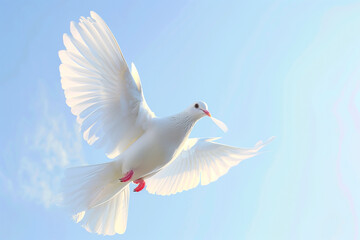 Dove with a ribon in its mouth flying against a clear blue sky.