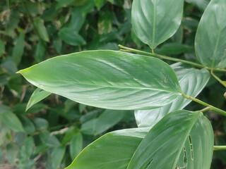 Vibrant Green Maranta Leaves Displaying Intricate Patterns in a Sunlit Indoor Environment.