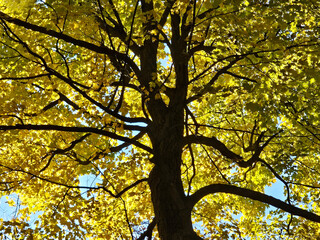 Looking up from below at the branches and trunk of a large deciduous tree with yellow autumn colored leaves being backlit by sunshine.