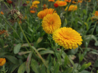 Vivid Yellow Calendula Marigold Flowering Outdoors in Garden Surrounded by Green Foliage.