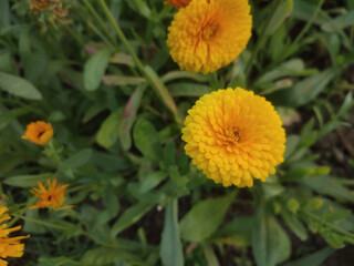 Bright Yellow Calendula Officinalis Pot Marigold Flower in Full Bloom Captured Outdoors.