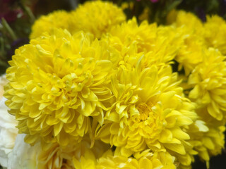 Bright Yellow Chrysanthemum Flower in Full Bloom Highlighted by Natural Sunlight.