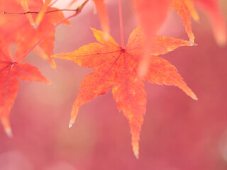 冬の昼の森の紅葉の美しい風景