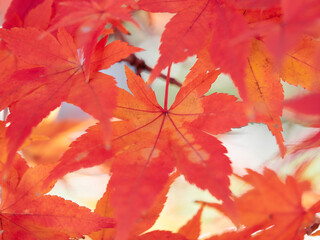 冬の昼の森の紅葉の美しい風景