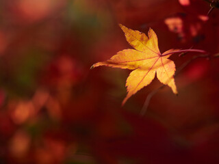 冬の昼の森の紅葉の美しい風景